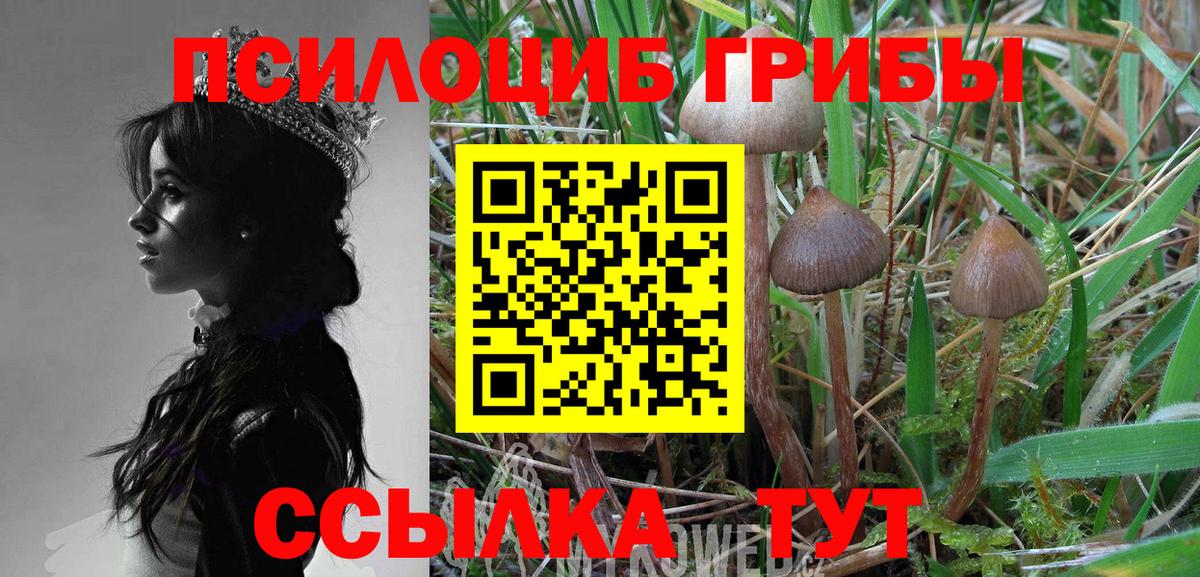 Псилоцибиновые грибы прущие грибы Новоалександровск