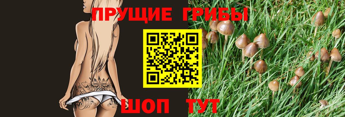 купить   Вход с VPN  Новоалександровск  Псилоцибиновые грибы GOLDEN TEACHER 